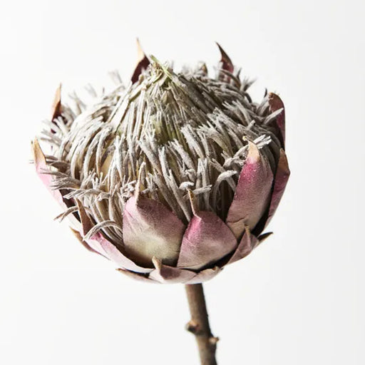 Protea King Mauve 66cml