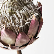 Protea King Mauve 66cml
