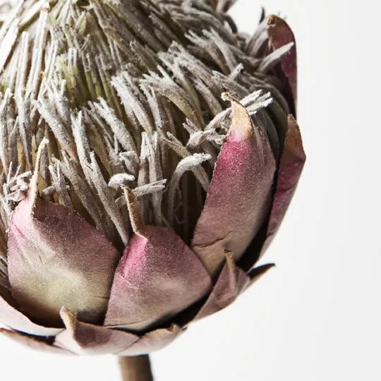Protea King Mauve 66cml