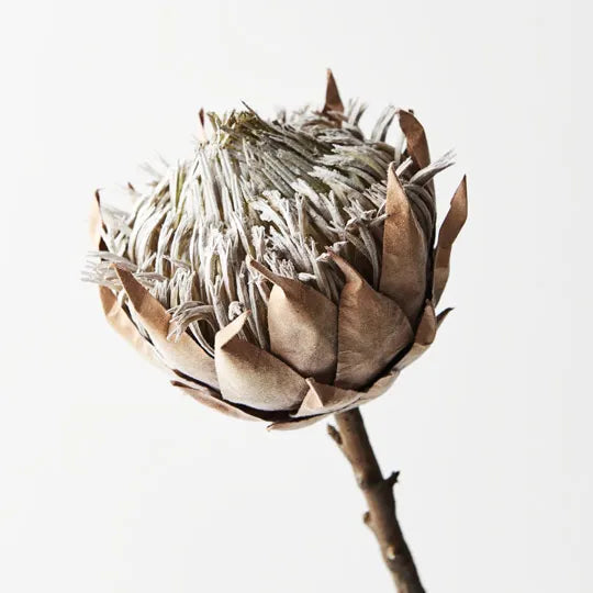 Protea King Coffee 66cml