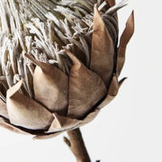 Protea King Coffee 66cml