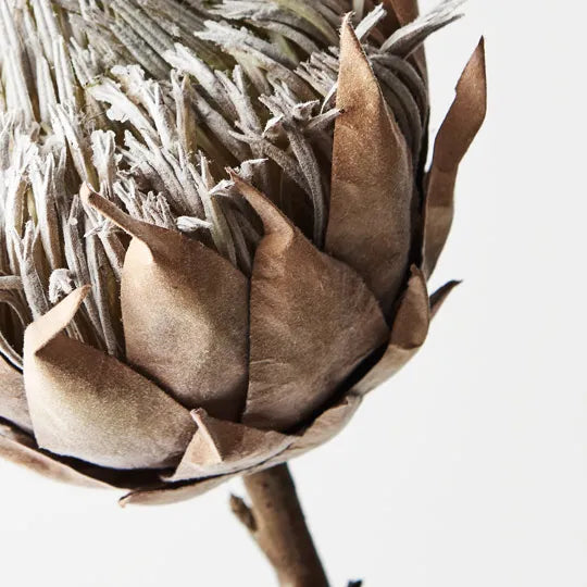 Protea King Coffee 66cml