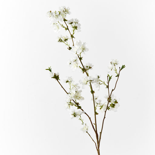Blossom Cherry White 99cml