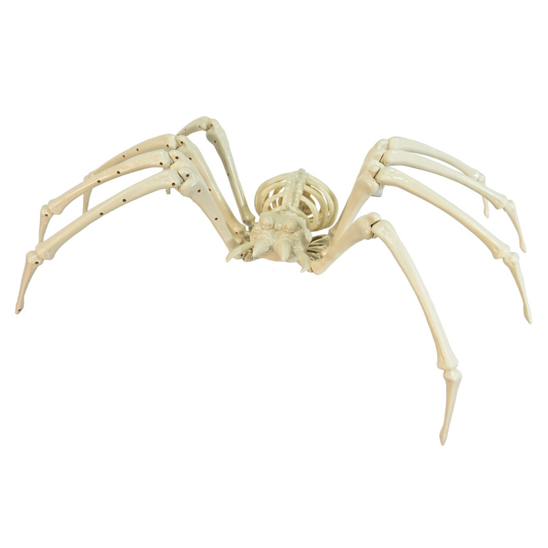 Skeleton Tarantula Spider 84cm