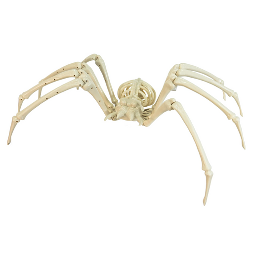 Skeleton Tarantula Spider 84cm