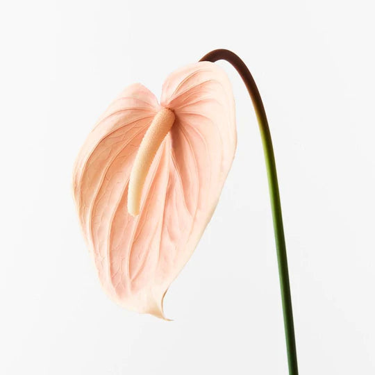 Anthurium Blush (74cml)