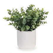 Eucalyptus Bush in Pot Grey Green 30cmw x 25cmh – thumbnail