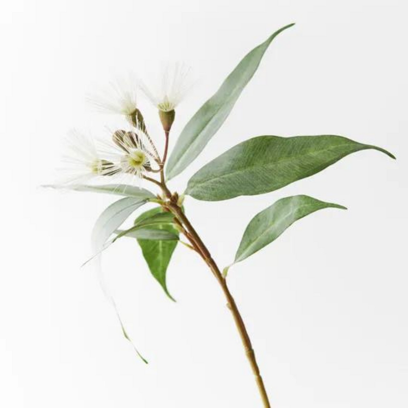 Eucalyptus Flowering Cream 53cml