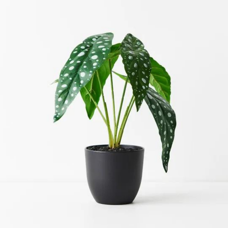 Begonia Maculata Plant Green 28cmh