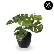 Monstera in Pot Green 15cmh – thumbnail