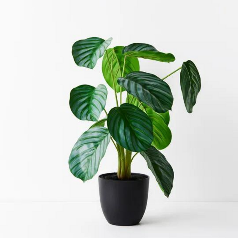 Calathea Plant Green 50cmh