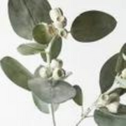 Eucalyptus Tetragona Spray Grey Green 61cml – thumbnail