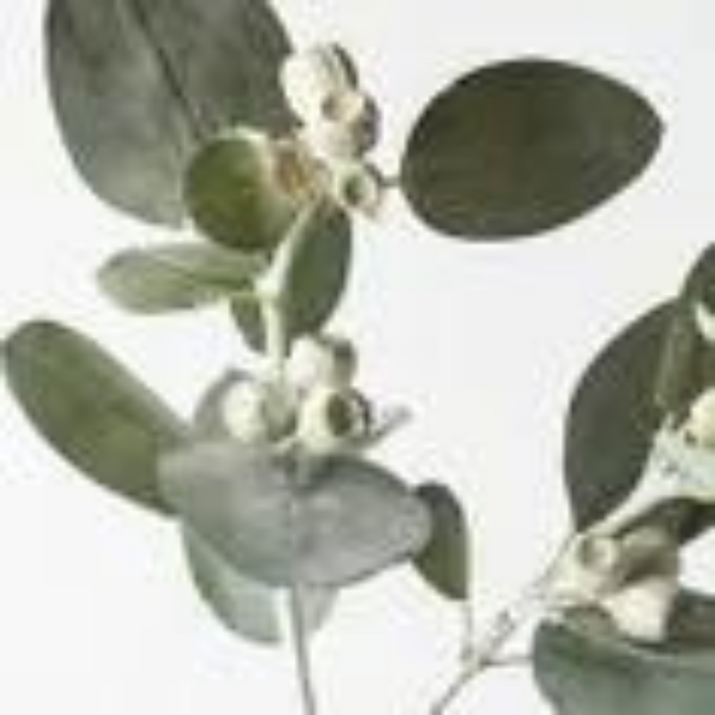 Eucalyptus Tetragona Spray Grey Green 61cml