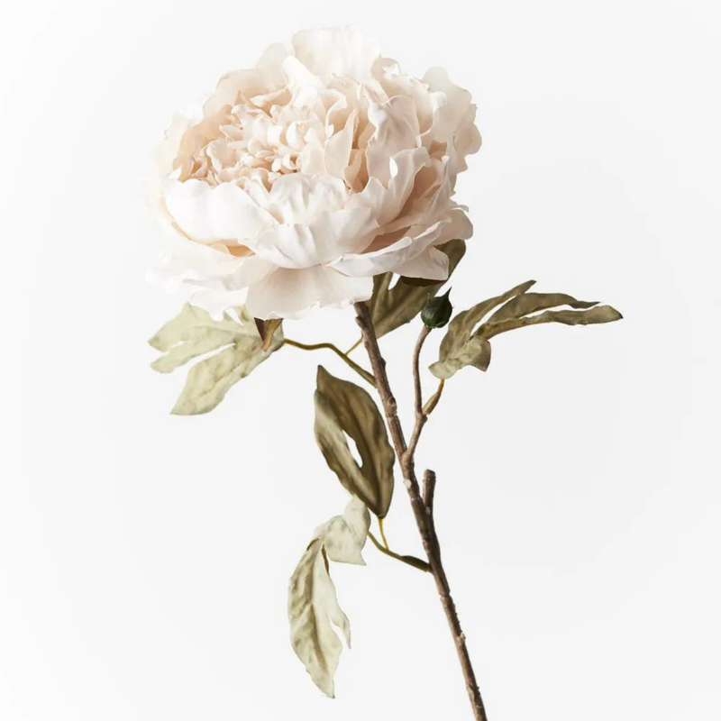 Peony Celeste Ivory 64cml