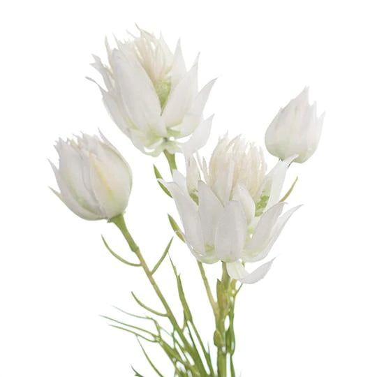 Blushing Bride Spray White (53cml)