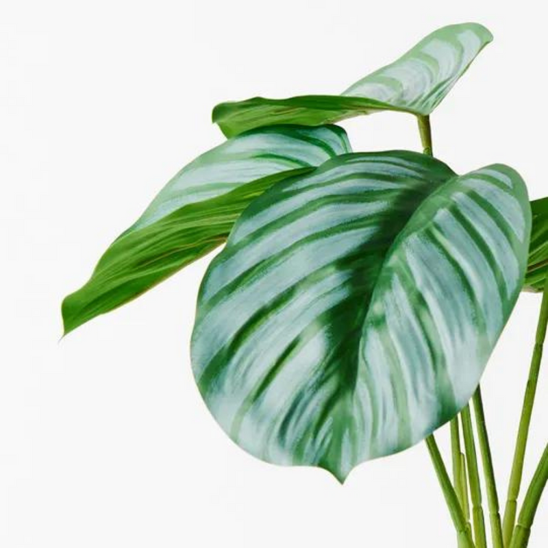Calathea Plant Green 28cmh
