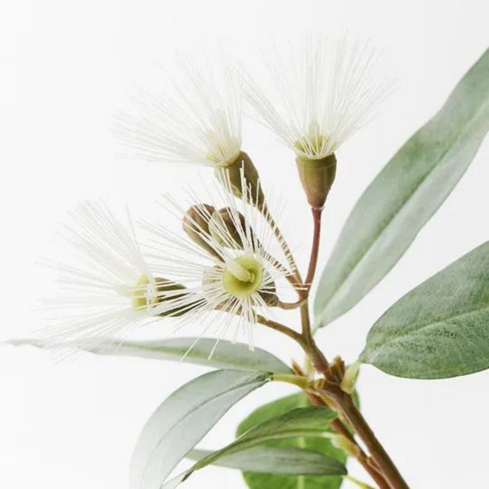 Eucalyptus Flowering Cream 53cml