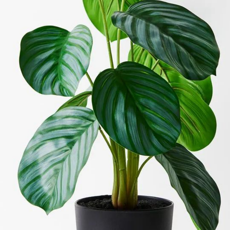 Calathea Plant Green 50cmh