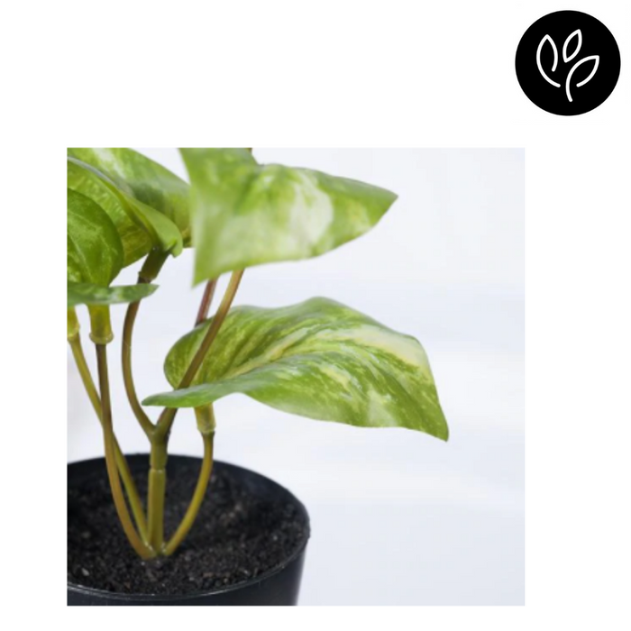 Pothos Marble in Pot Variegated 15cmh