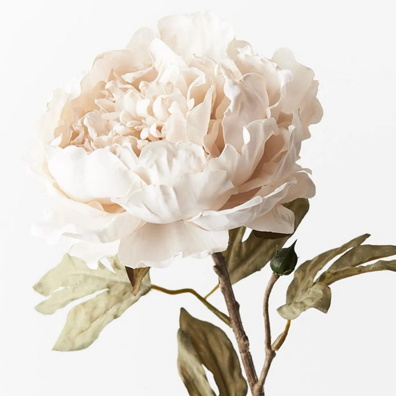 Peony Celeste Ivory 64cml