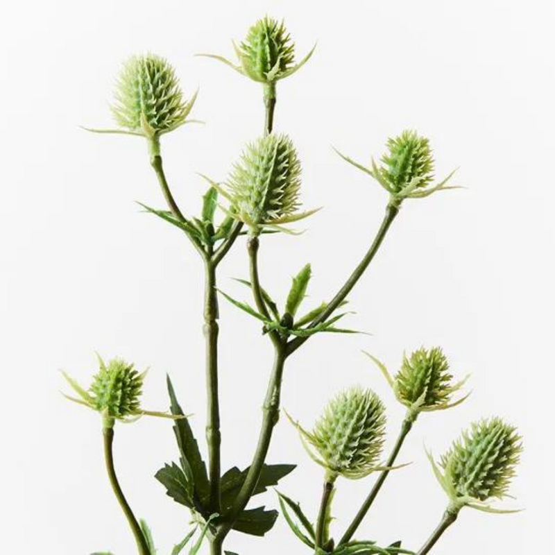 Sea Holly Spray Green (51cml)