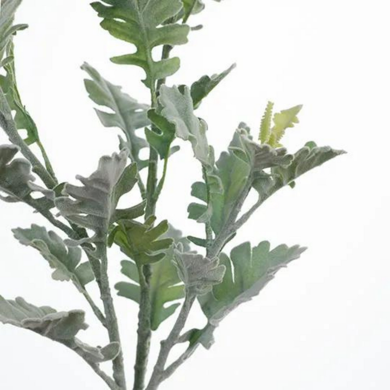 Dusty Miller Spray Grey Green 71cml