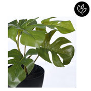 Monstera in Pot Green 15cmh – thumbnail