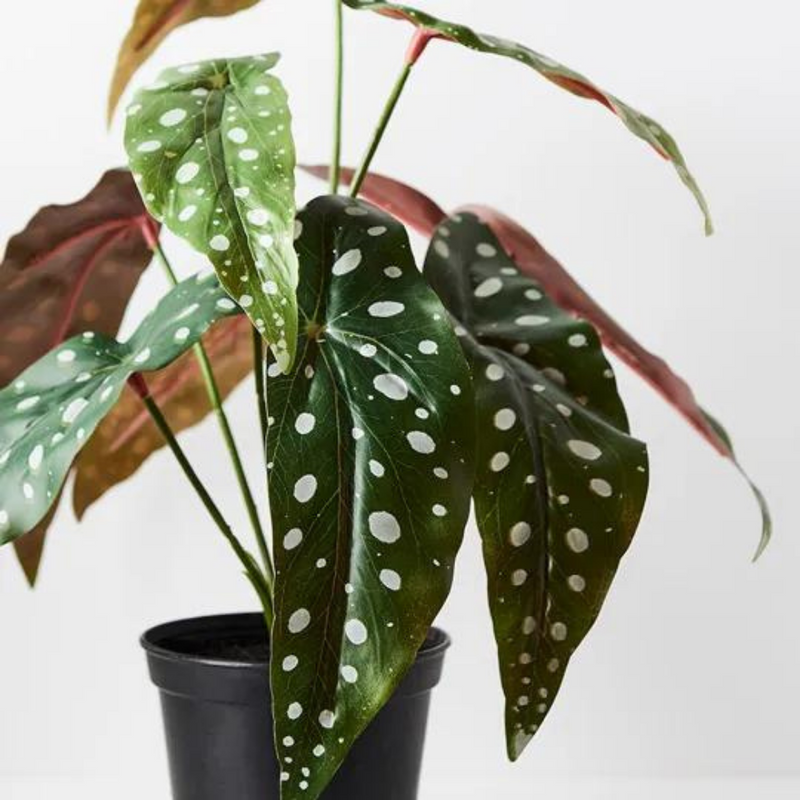 Begonia Maculata in Pot Green 30cmh