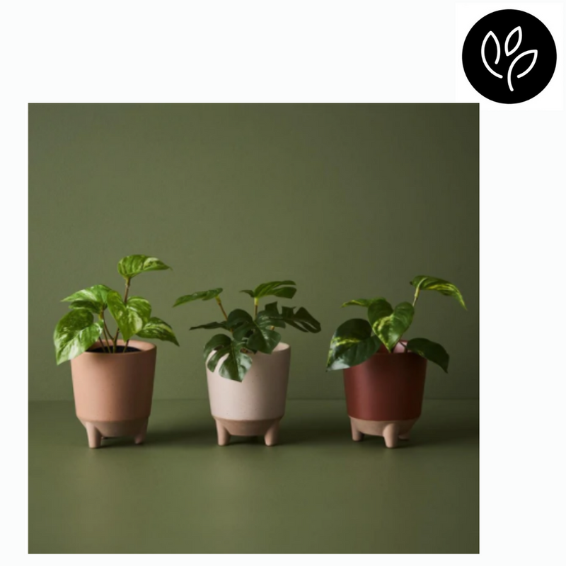 Monstera in Pot Green 15cmh