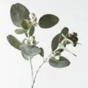 Eucalyptus Tetragona Spray Grey Green 61cml – thumbnail