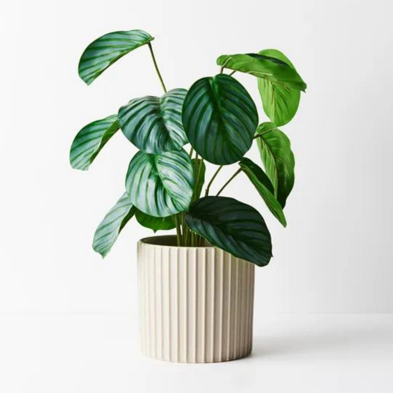 Calathea Plant Green 50cmh