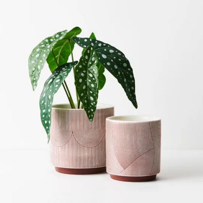 Begonia Maculata Plant Green 28cmh