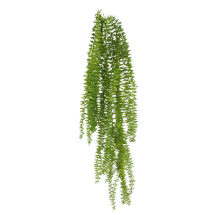 Huperzia Plant Bush (86cm)