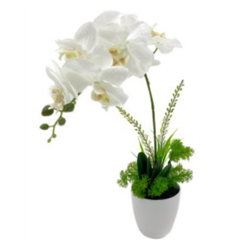 FLOWER DISPLAY™ One Stem Orchid in Plastic Pot (46cm)