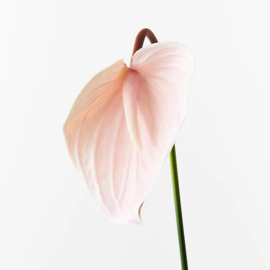 Anthurium Soft Pink 74cml