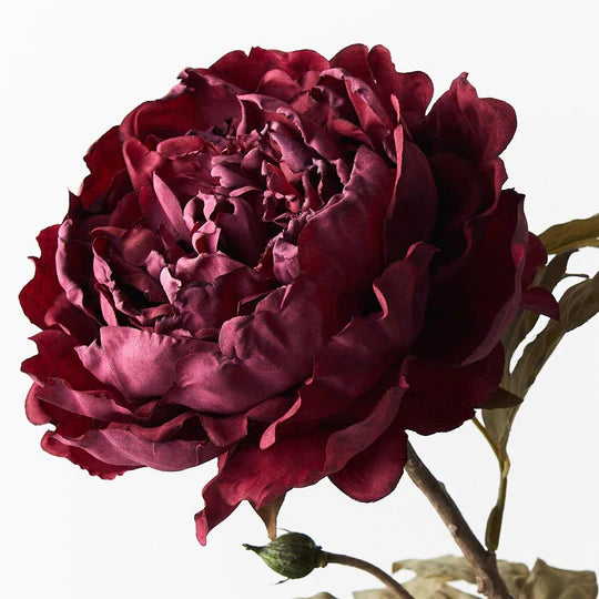 Peony Celeste Burgundy 64cml