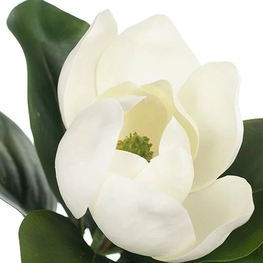 Magnolia White 68cml