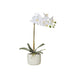 Butterfly Orchid-Smooth Pot 45