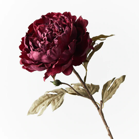 Peony Celeste Burgundy 64cml