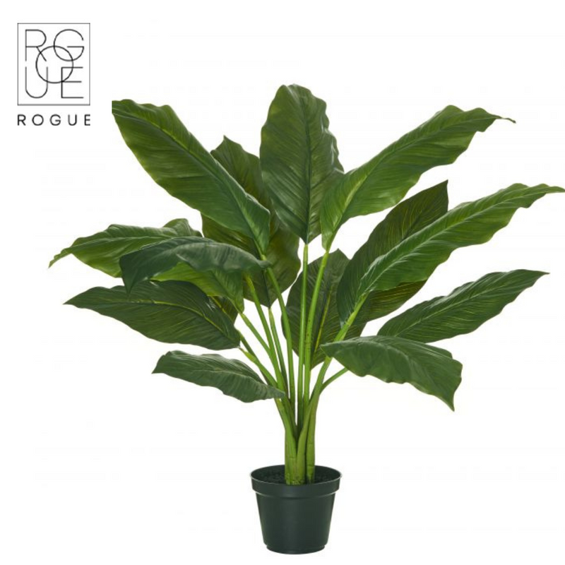 Spathiphyllum Plant Garden Pot