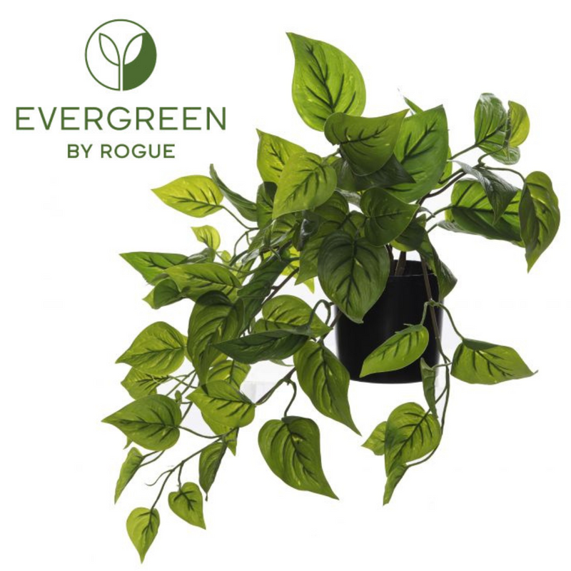 EG Pothos Hanging Garden Pot Green 40cm