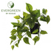 EG Pothos Hanging Garden Pot Green 40cm