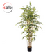 Ficus Alli Tree 120x120x182cm Green
