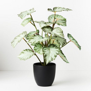 Ronis Begonia in Pot Green 40cmh – thumbnail