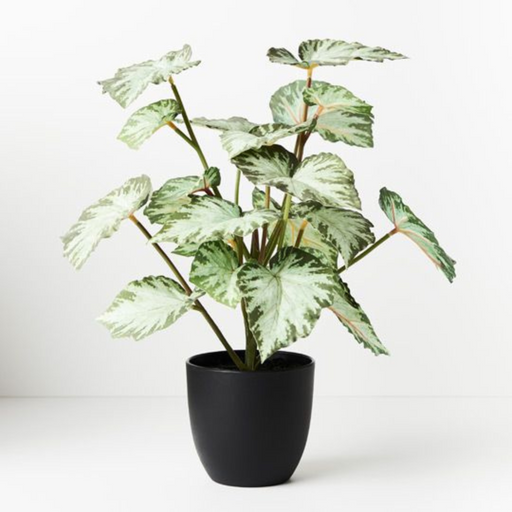 Ronis Begonia in Pot Green 40cmh