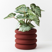 Ronis Begonia in Pot Green 40cmh – thumbnail