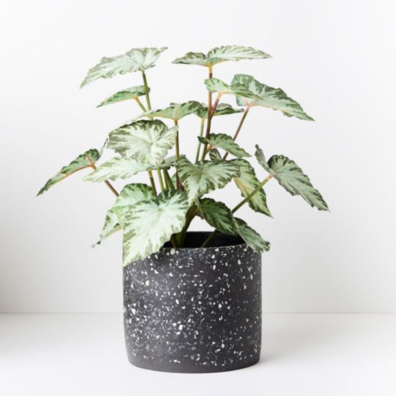 Ronis Begonia in Pot Green 40cmh