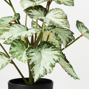 Ronis Begonia in Pot Green 40cmh – thumbnail