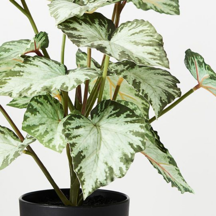 Ronis Begonia in Pot Green 40cmh