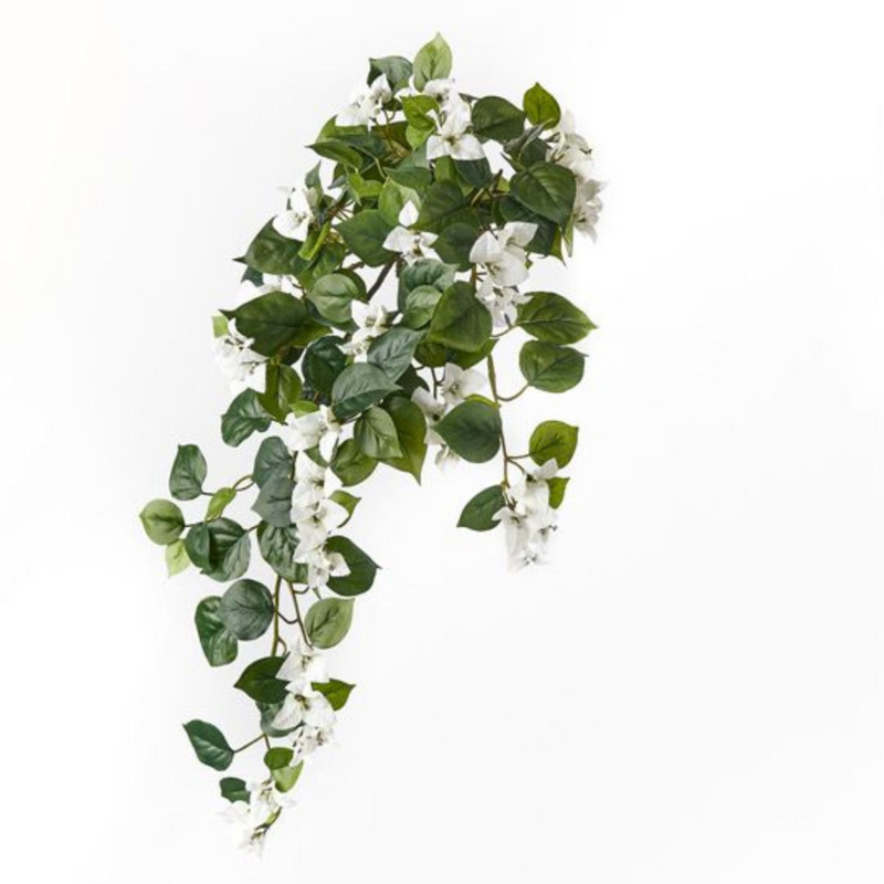 Ronis Bougainvillea Hanging Bush White 70cml